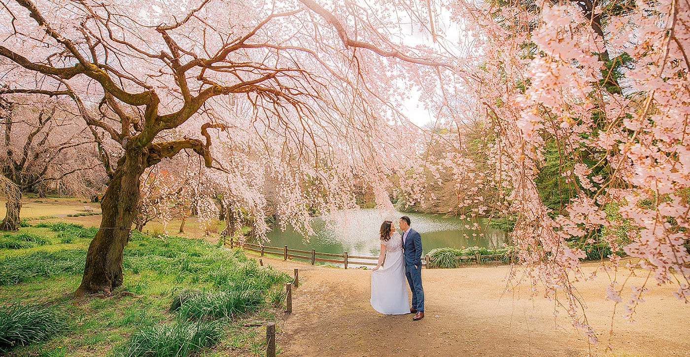 sakura